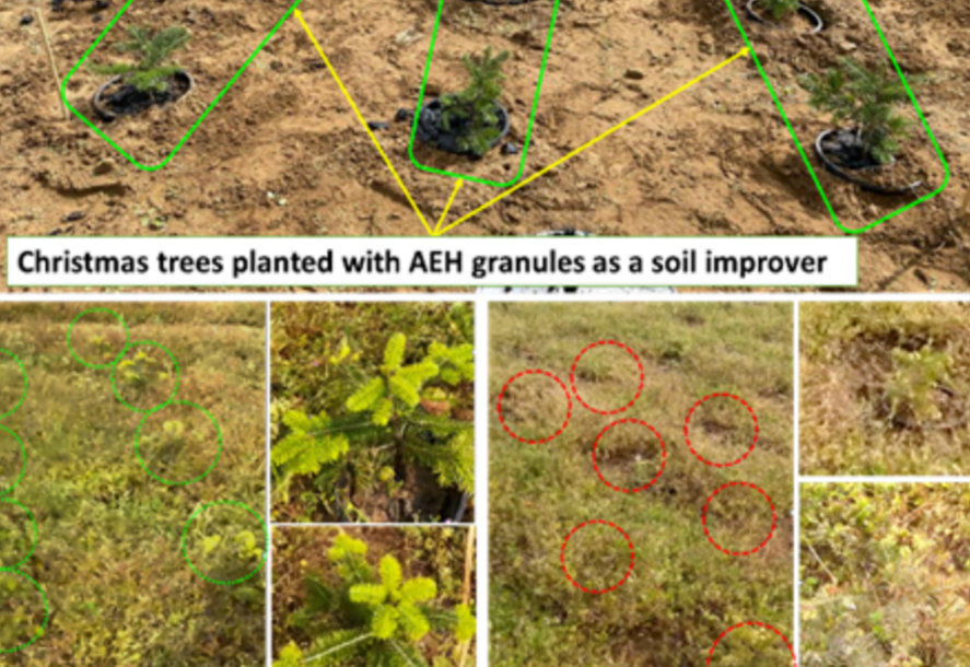 Picture collage of trees treated with AEH in soil improvement project