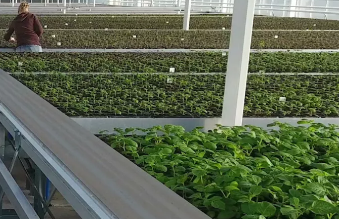 Potato plants growing inside research facility