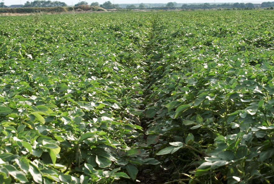 Albert Bartlett field showing aphid project in collaboration with FERA