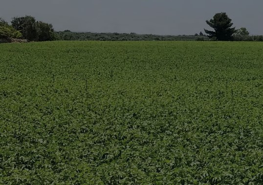 Apulian new potatoes in Southern Italy are off to a good start, with the first quantities becoming available in early May.