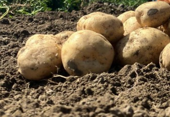 Armenia potato production sees significant increase