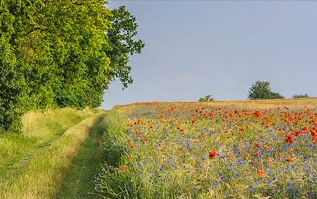 Wildflower strip at edge of field representing biodiversity