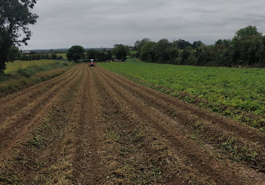 Ballymakenny Farm Heritage Potatoes