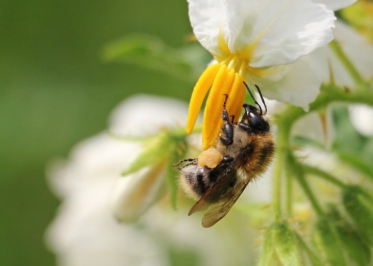 Bee on potato flower. Nature. Helping hand.