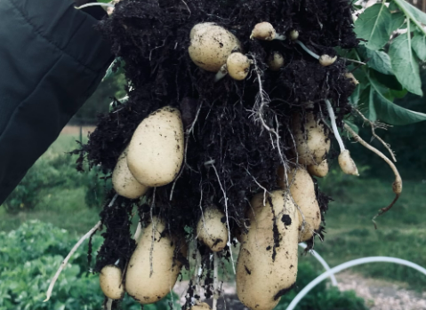 Big tubers_potato