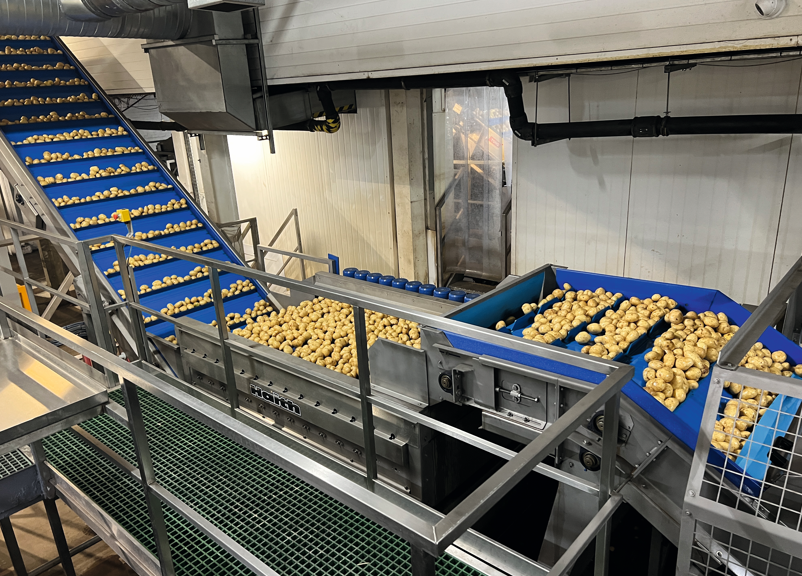 potatoes travelling on conveying machinery