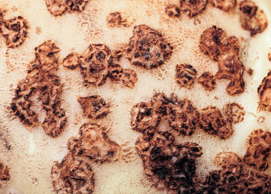 surface of potato with scab on