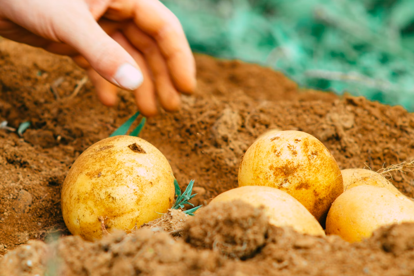 human hand hovering over potatoes on top of soil