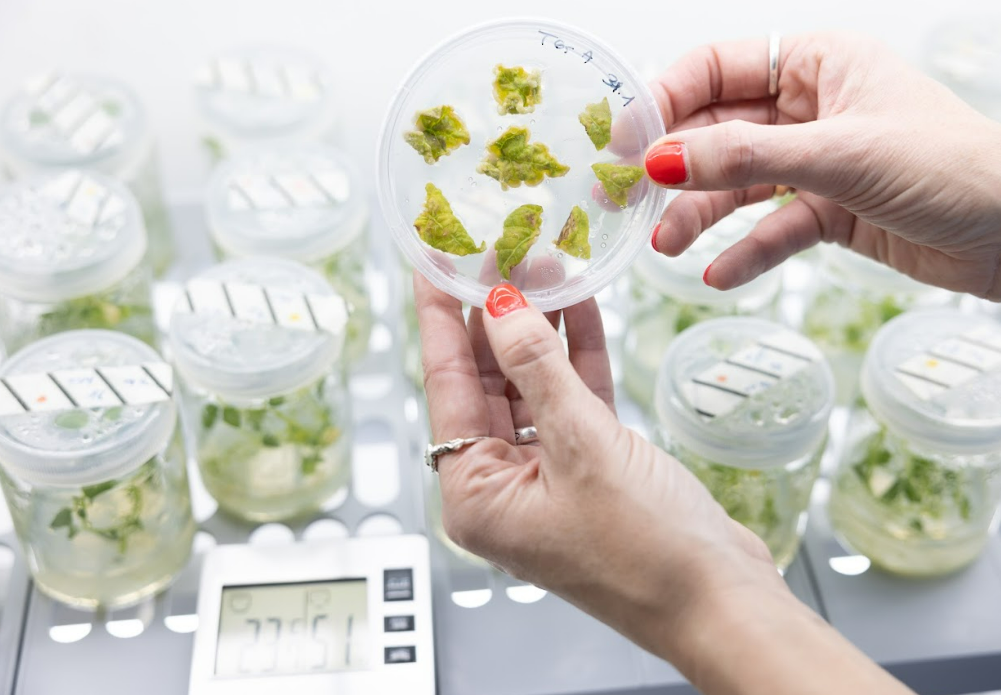 hands with petri dish containing potato and protein in laboratory