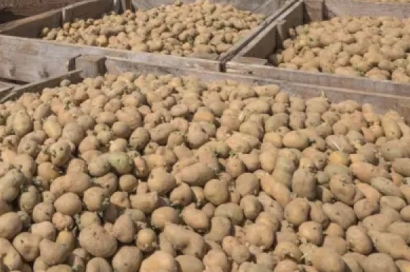 Member states within the EU have yet to reach a joint conclusion before discussions about the final legislation can commence between the European Commission, Parliament and Council which will dictate the future of breeding and trading seed potatoes.