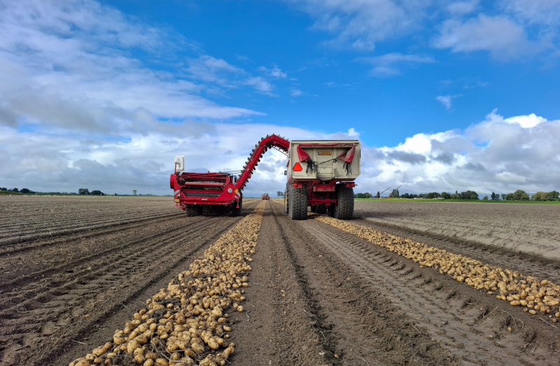 Seed potatoes and agricultural machinery in field