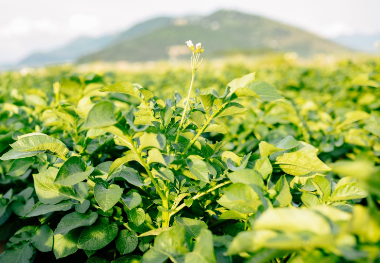 Potato plants growing in field, with flower in foreground and hills behind field