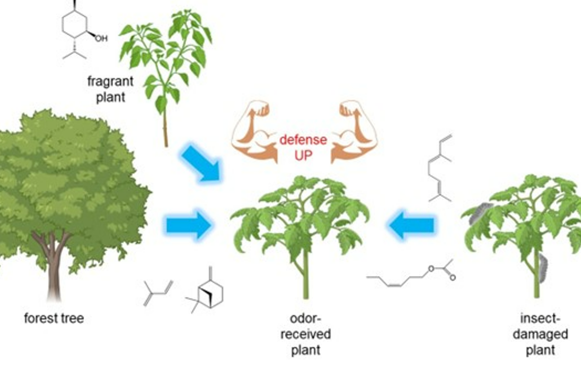 Diagram showing how plant odors are harnessed