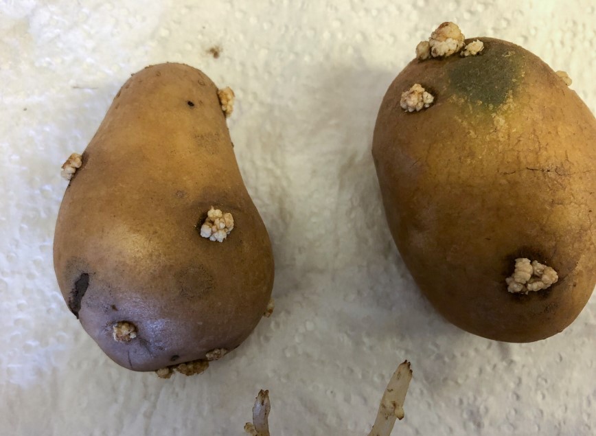 ‘Talk to neighbours to avoid potato crop damage’