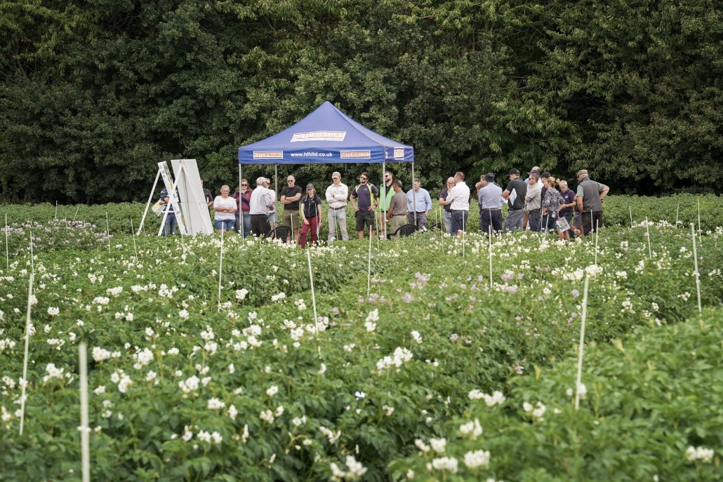 Gazebo in field of potato plants with crowd of people