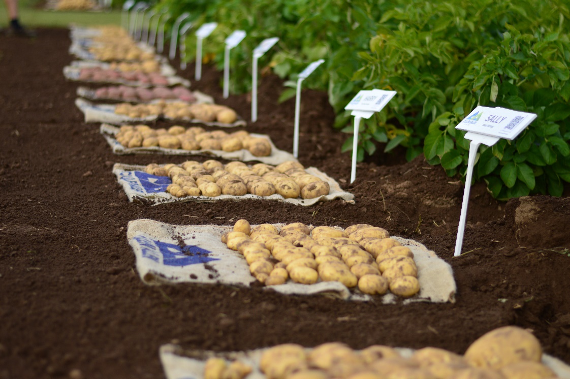resilient potato varieties lined up on soil