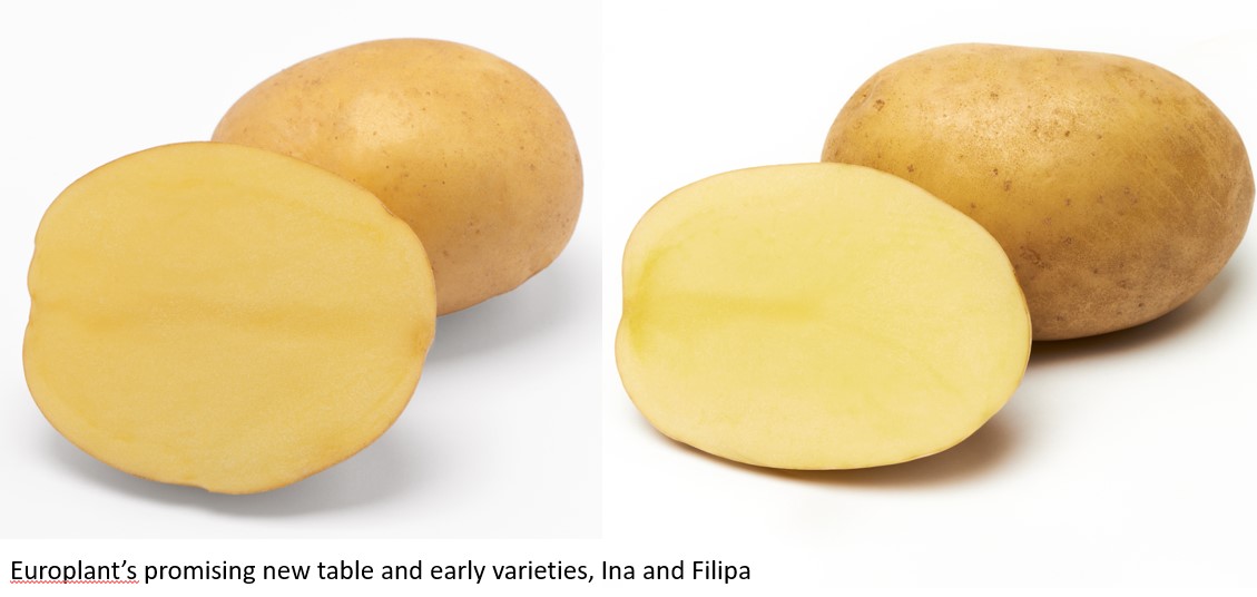 2 half potatoes showing flesh to camera with complete potatoes behind