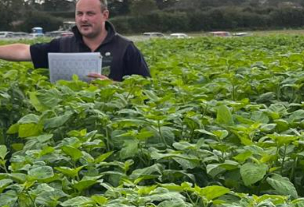 Man involved in field trial experiment explaining concept in potato field