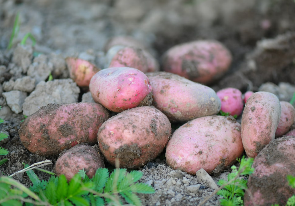 potatoes covered in soil on top of field in Ireland