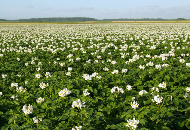 Ireland_potato_spud growers_high prices