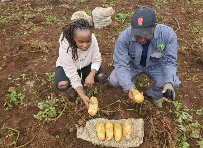 Man and woman crouching in field with potatoes in front of them