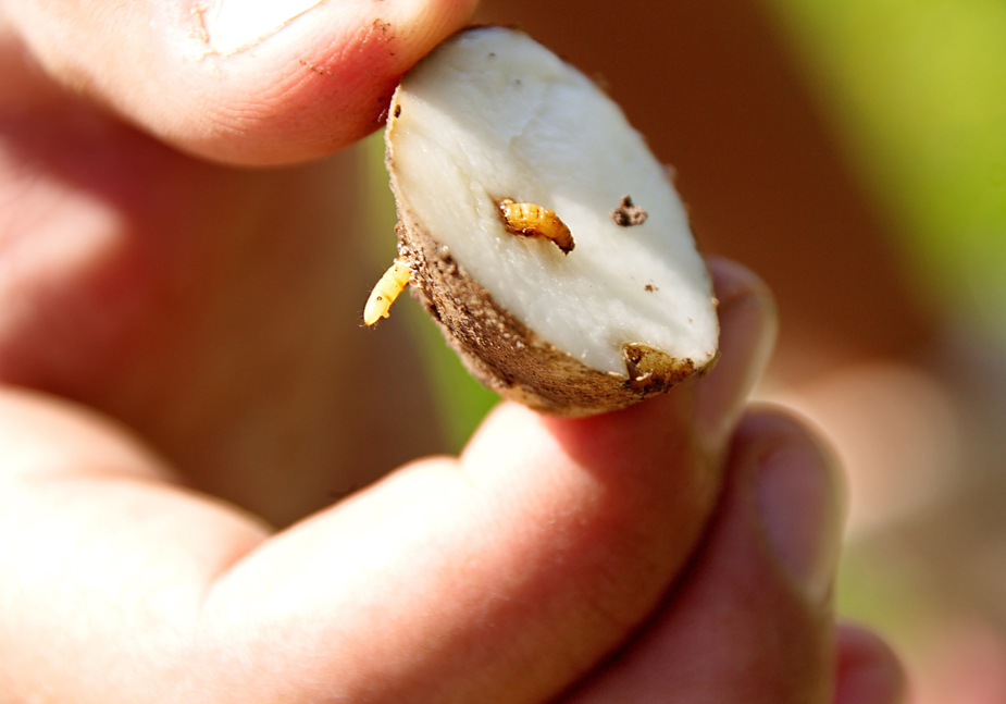 hand holding potato cut in half that is infected with wireworm