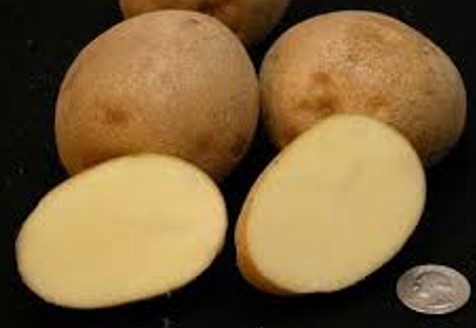 The Kal91.3 potato is bred from an MSU potato variety named Kalkaska.