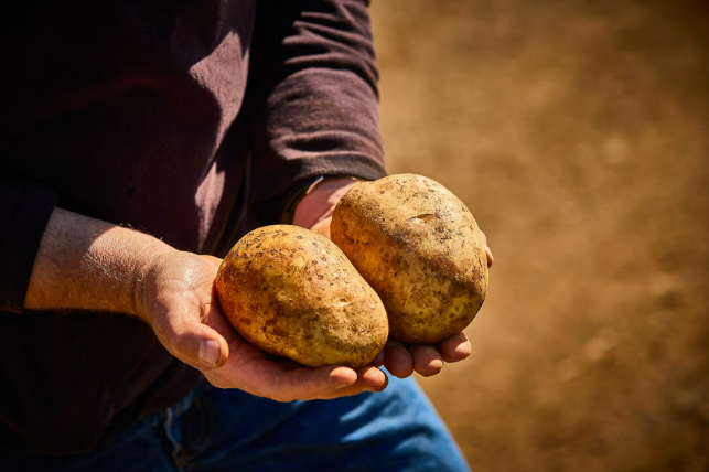 Man's hands holding two potatoes