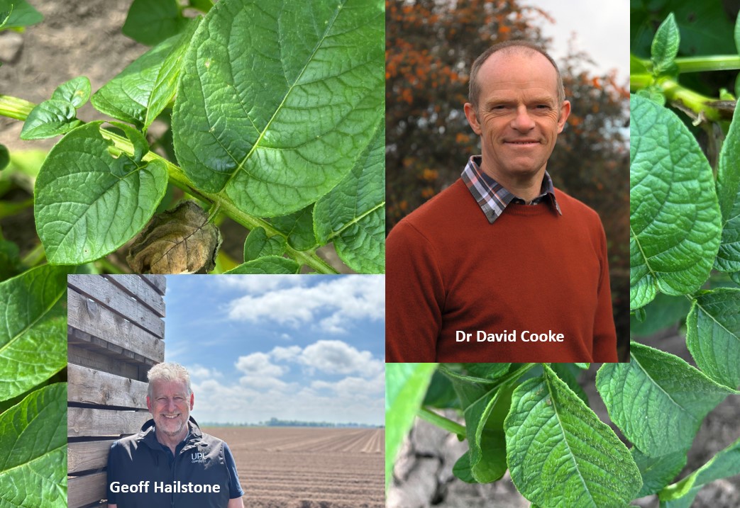 Photo collage with two men and blighted potato plant leaves