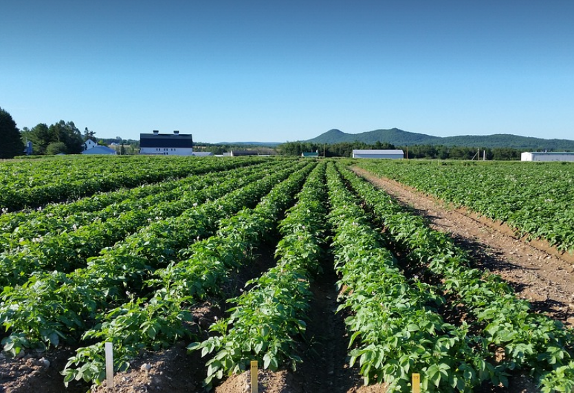 View of a potato field in Maine