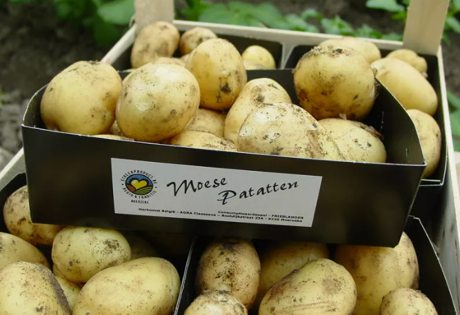 Potatoes in tubs with Belgian supplier's name on