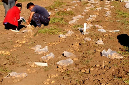 Potato growers examining potato crop in field in Mongolia