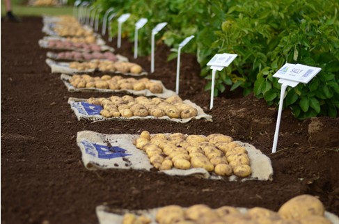 Resolved to make potato crops resilient
