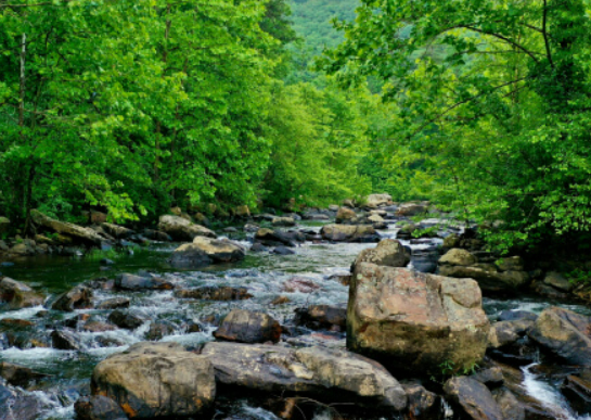 clear stream with cobbles surrounded by green trees