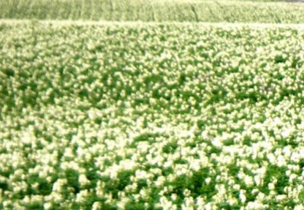 Potato plants growing in fields in North West Europe