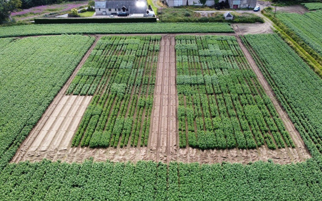 Trial shot showing PCN work on potato crops