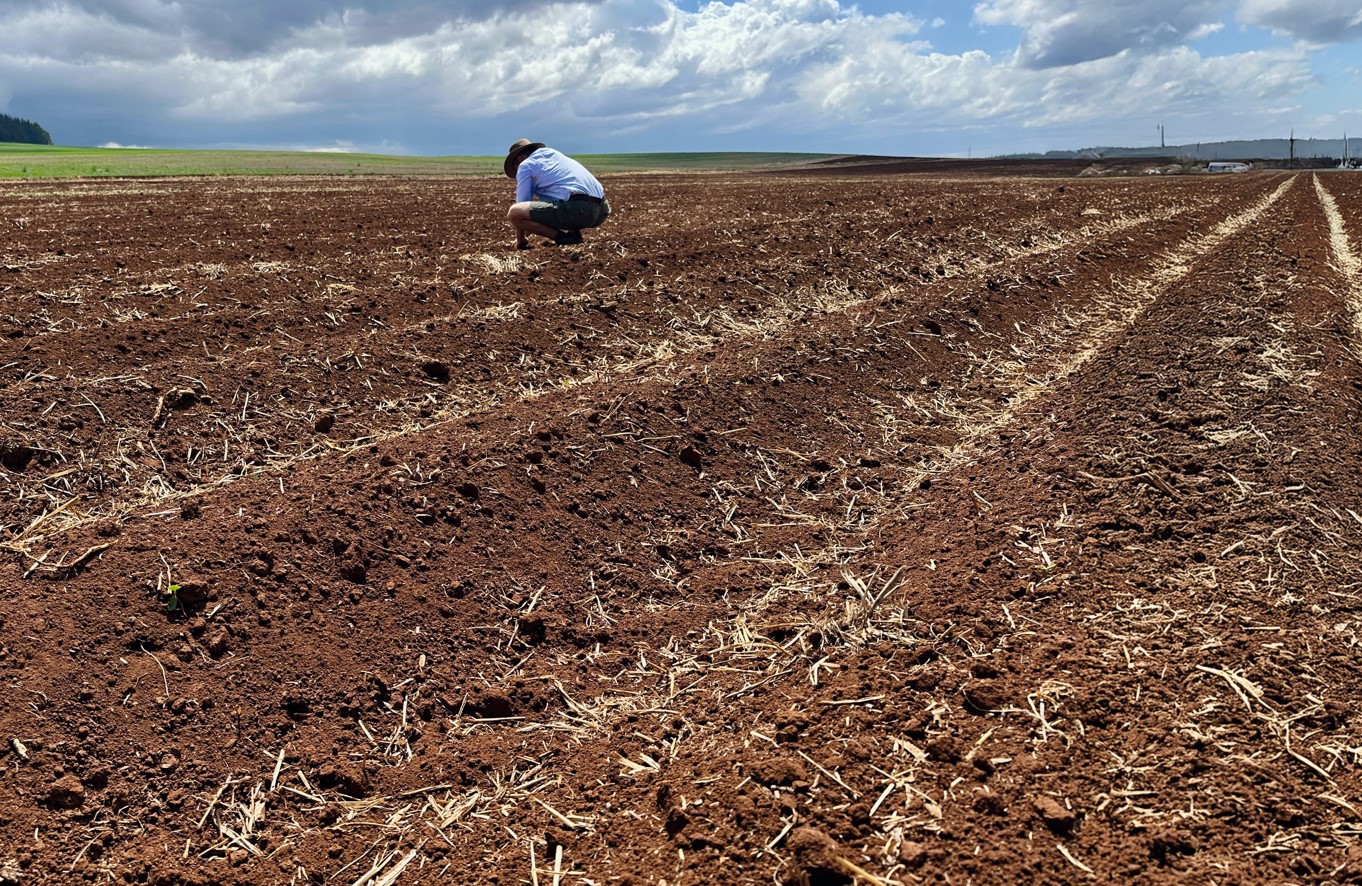 Man crouched in field in Kenya with desiccated potato crops