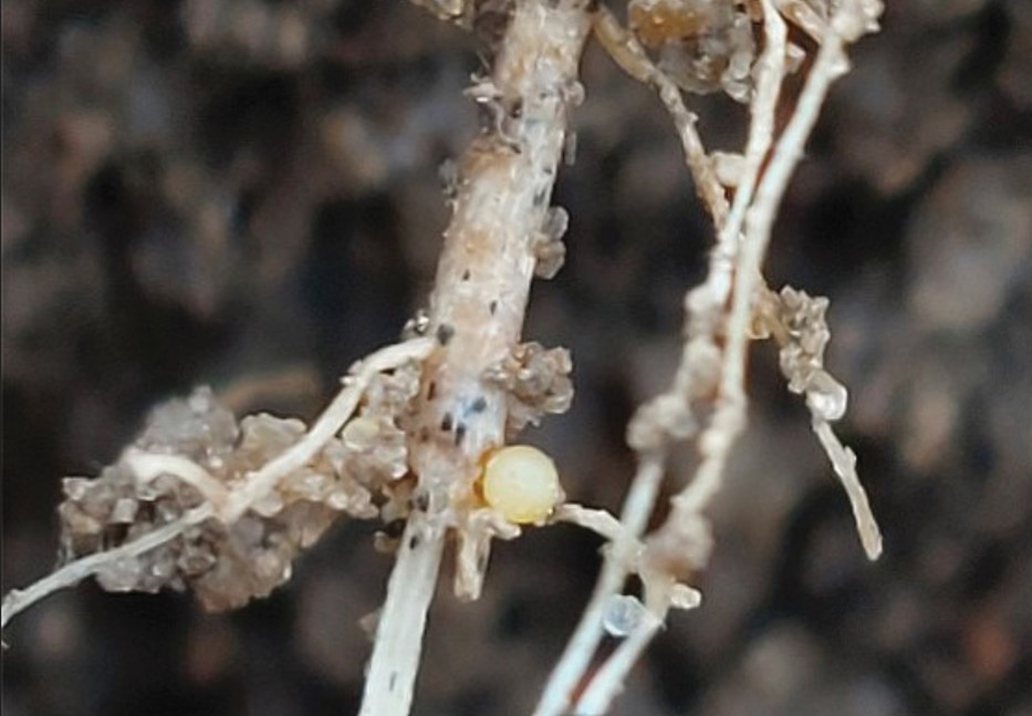 potato pest on stem