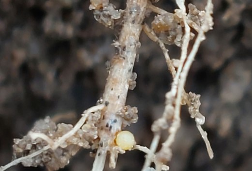 close-up of nematode pests on a potato plant