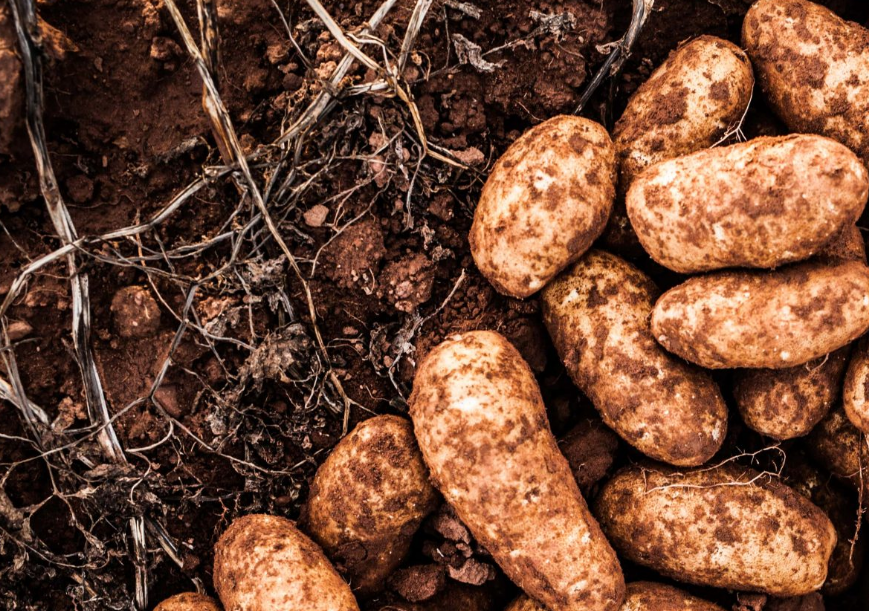 PEI potatoes laying on soil