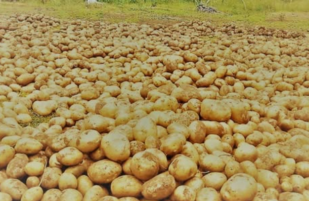 Unggai-Bena invests in elite potato seeds