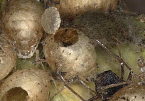 Aphid affected by parasite