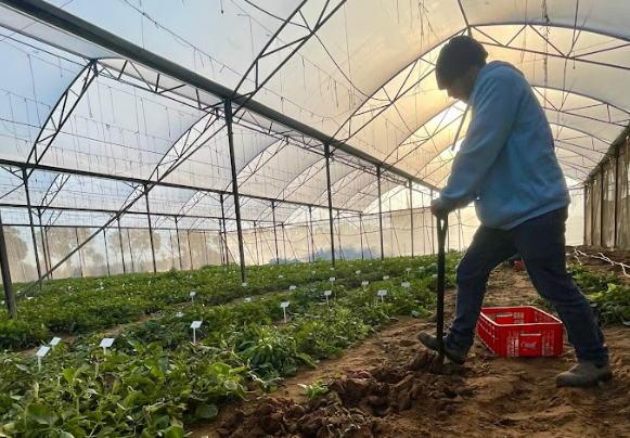 man with rake inside potato production facility