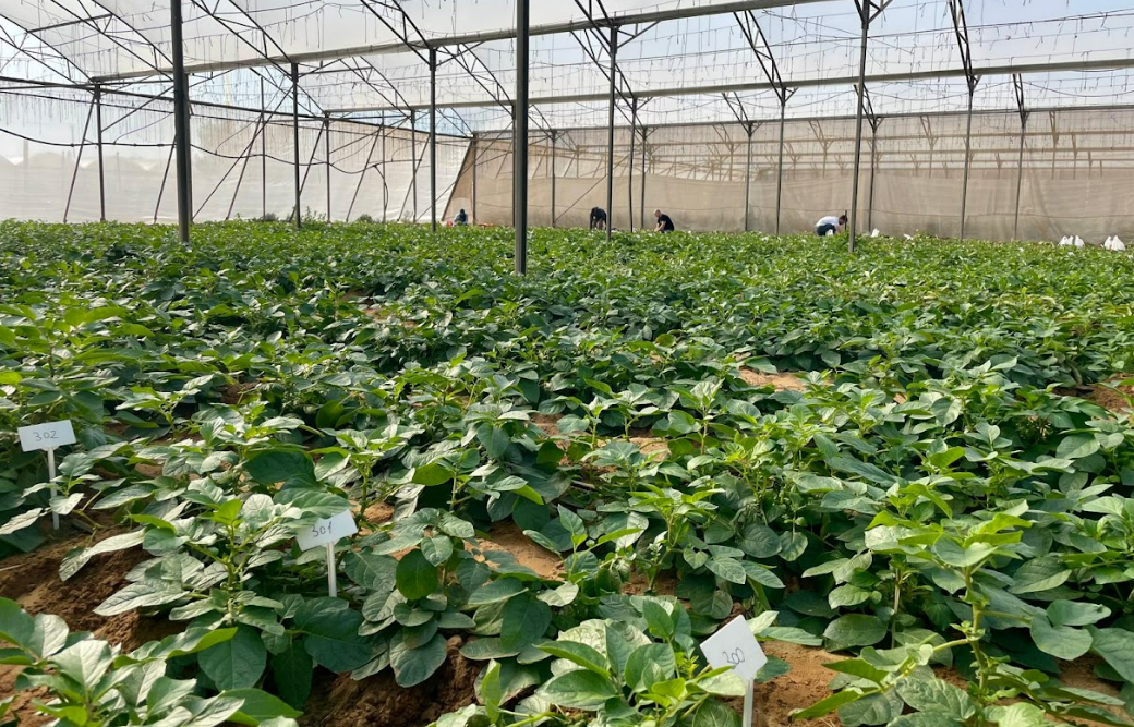 genetically-modified potato plants in large greenhouse