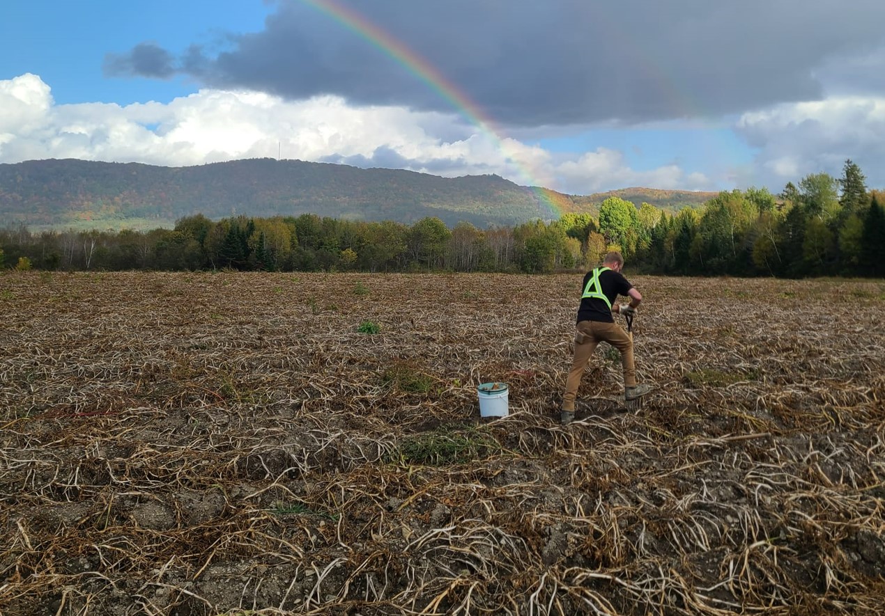 Rainbow and blue sky in background of man with spade in potato field