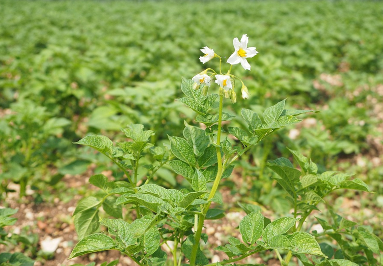 potato plants with flower growing in field, with fertiliser on soil
