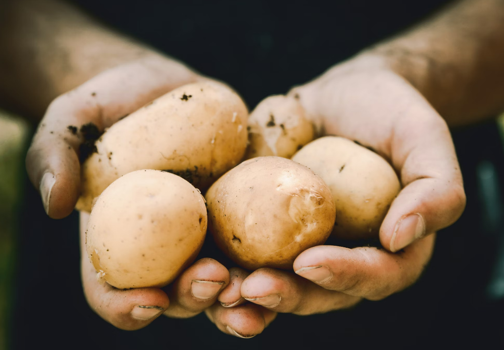 potato growing_hobby growing_allotments_blight