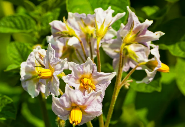 potato flowers growing in South Africa field