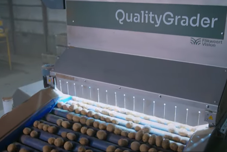 Potatoes going through a grading machine