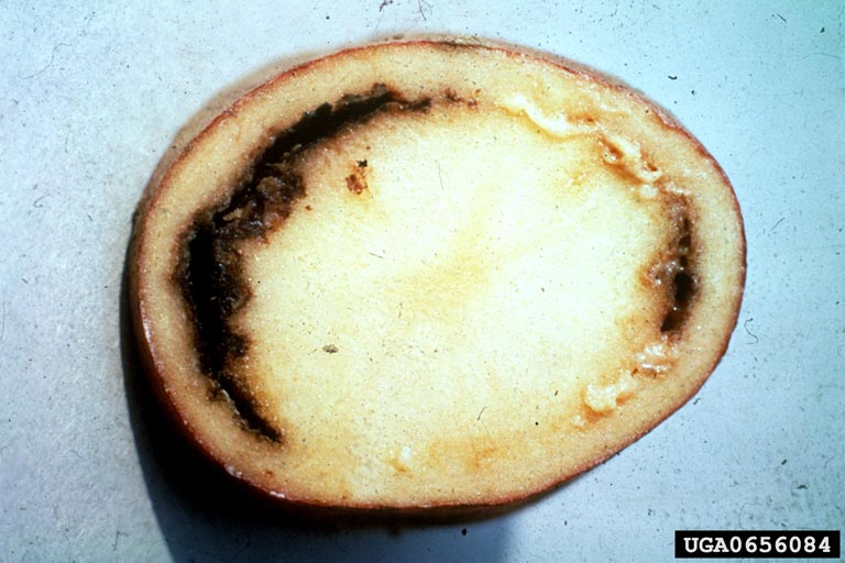 INVESTIGATION AFTER RING ROT FOUND IN IMPORTED POTATOES